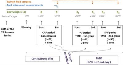 Apart From the Diet, the Ruminal Microbiota of Lambs Is Modified in Relation to Their Genetic Potential for Feed Efficiency or Feeding Behavior